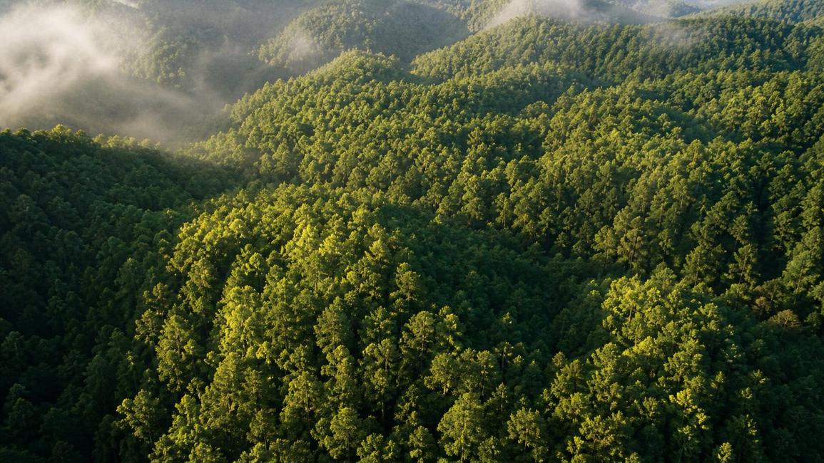 Forest canopy visual header.